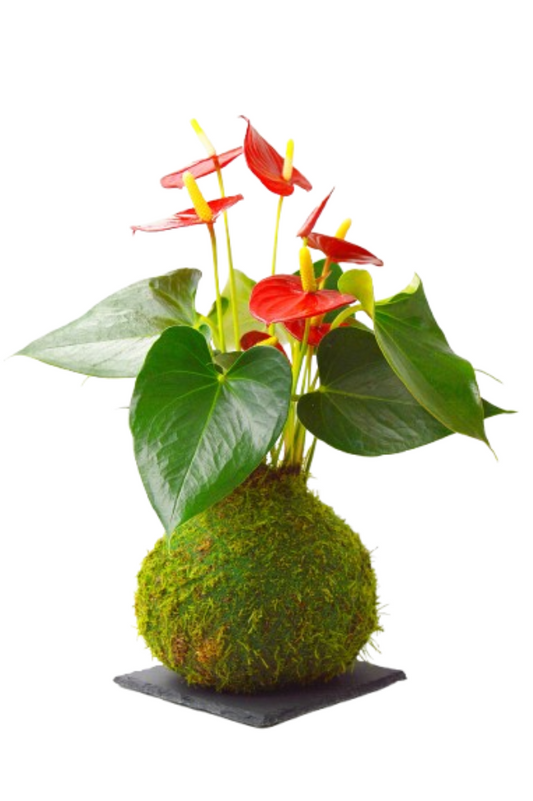 Planta de Anthurium en Kokedama