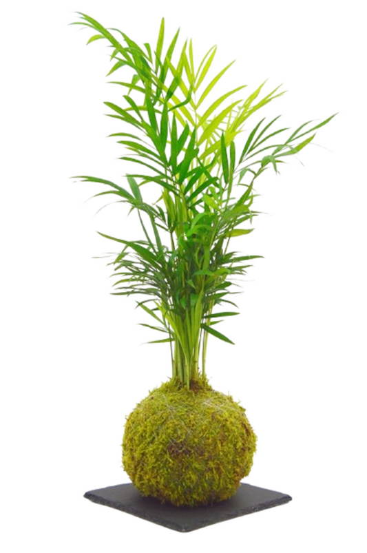 Chamaedorea en una Kokedama
