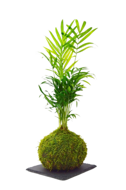 Chamaedorea mini Kokedama