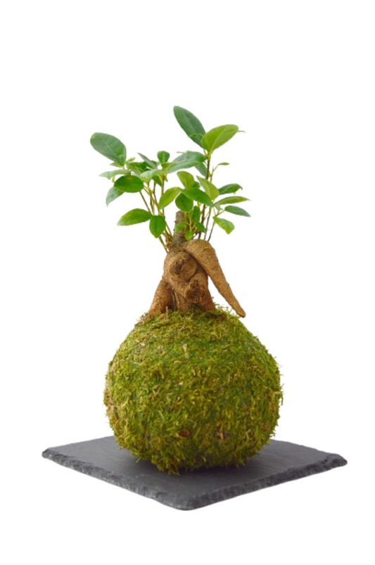 Ficus Ginseng mini Kokedama