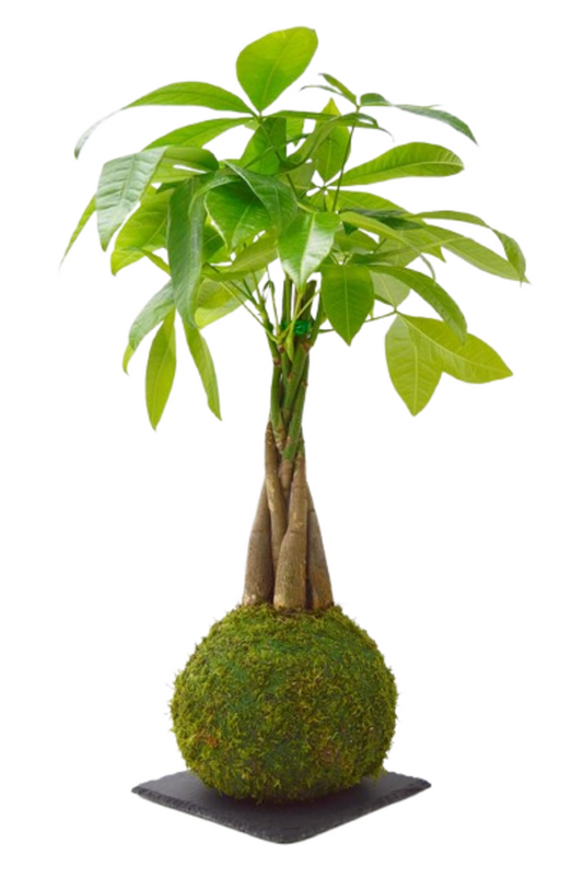Pachira Trenzada Kokedama