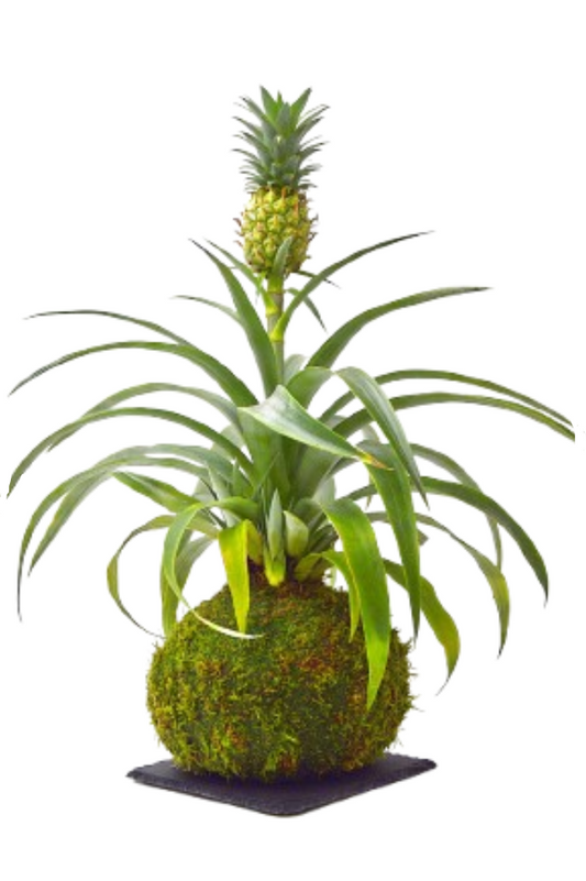 Piña kokedama