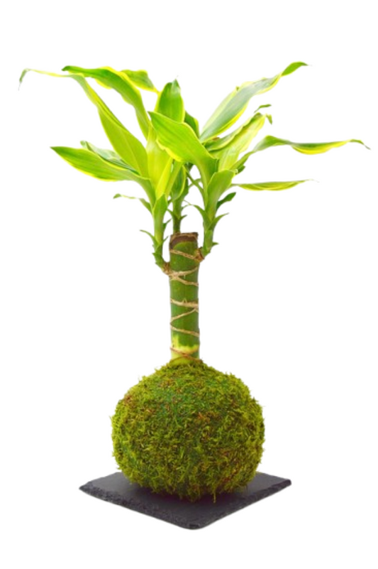 Tronco de Brasil en Kokedama