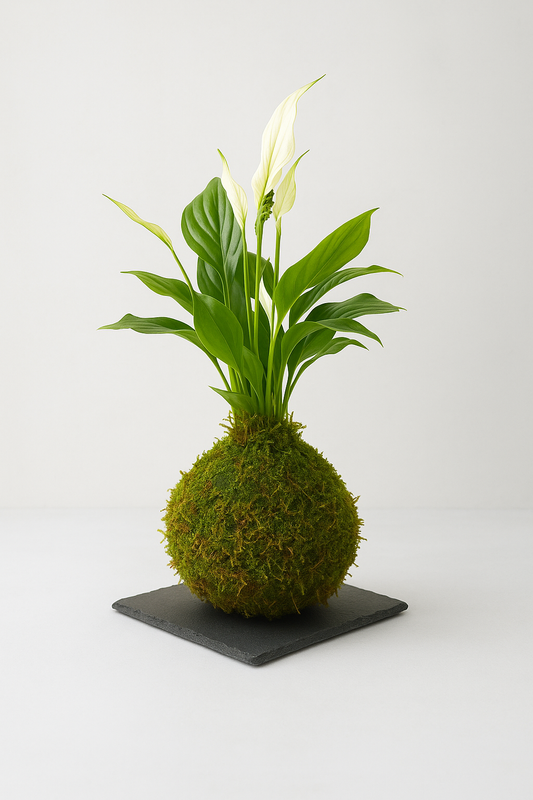 Lirio de la Paz Kokedama